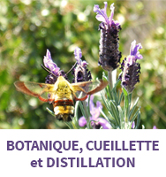 Botanique, cueillette et distillation