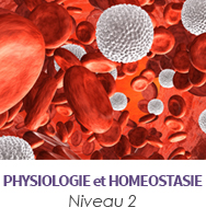 Physiologie et homéostasie niveau 2